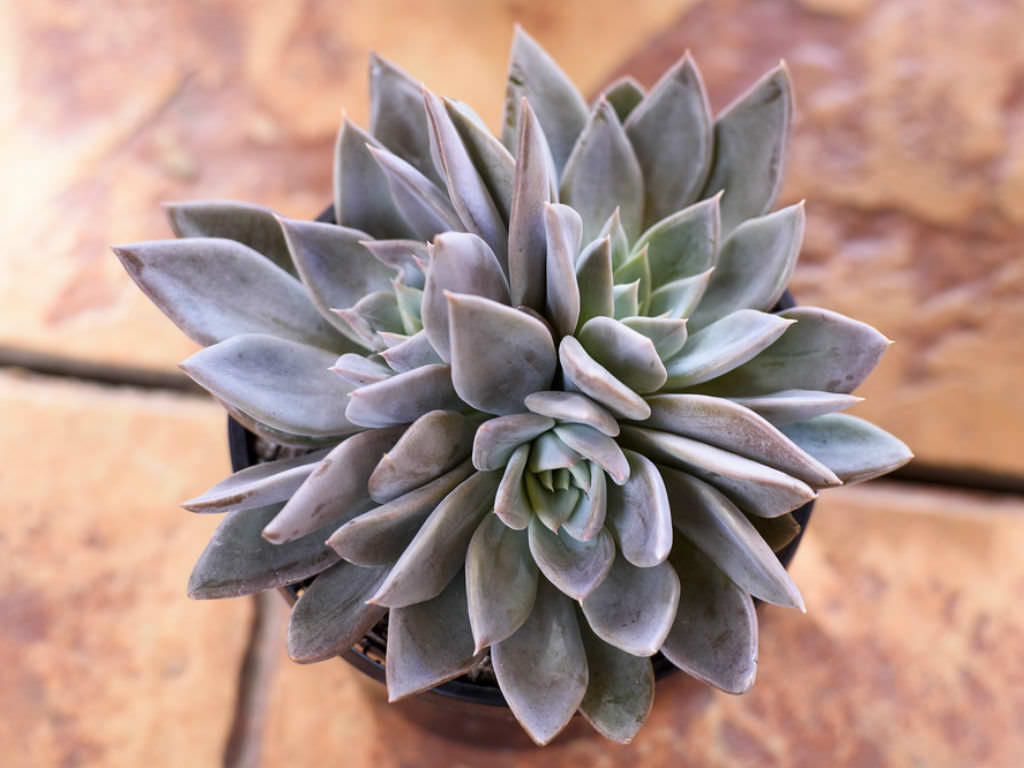 Echeveria Silver Queen Tudo Sobre Essa Planta