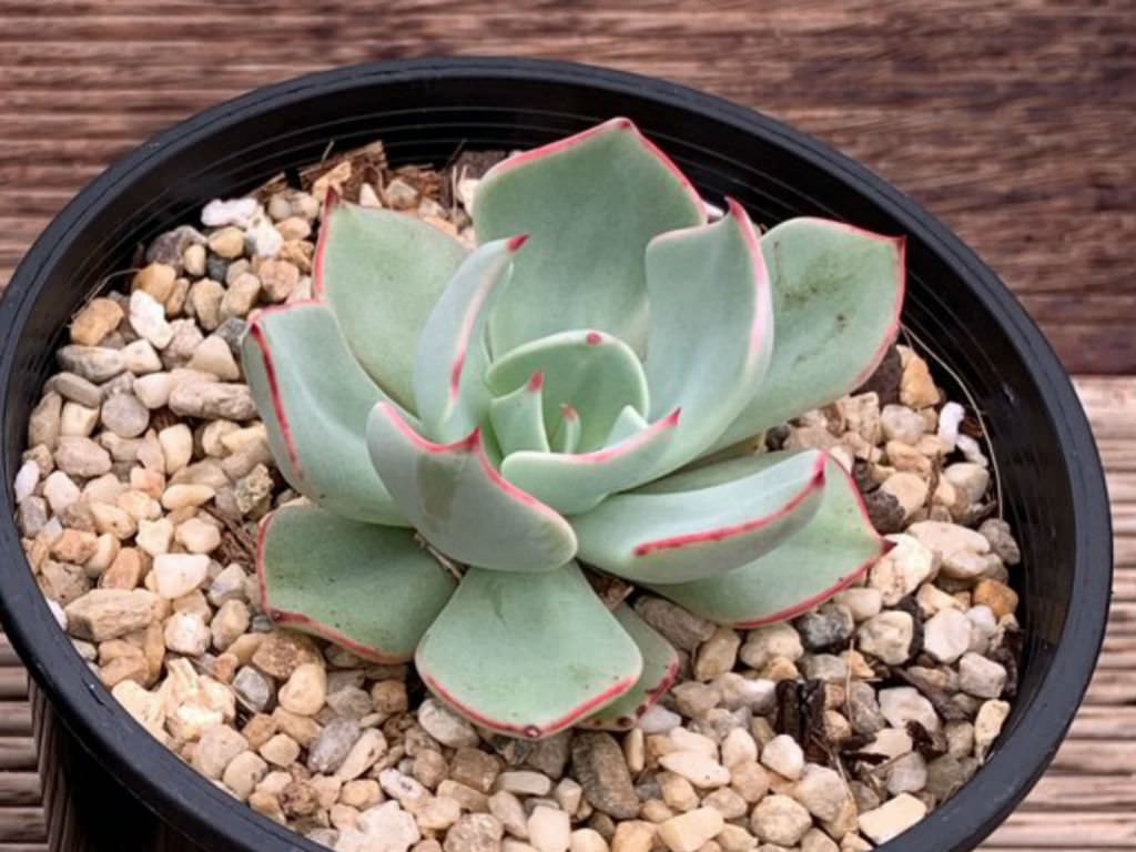 Echeveria Strictiflora Tudo Sobre Essa Suculenta