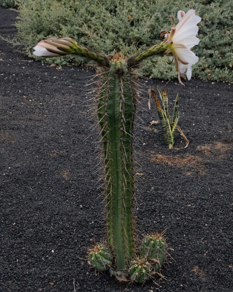 Echinopsis Lageniformis Um Guia Deste Cacto