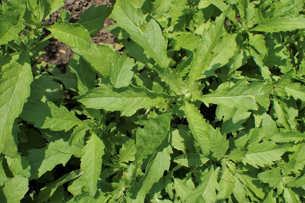 Erva de Santa Maria: Saiba Tudo Sobre Essa Planta