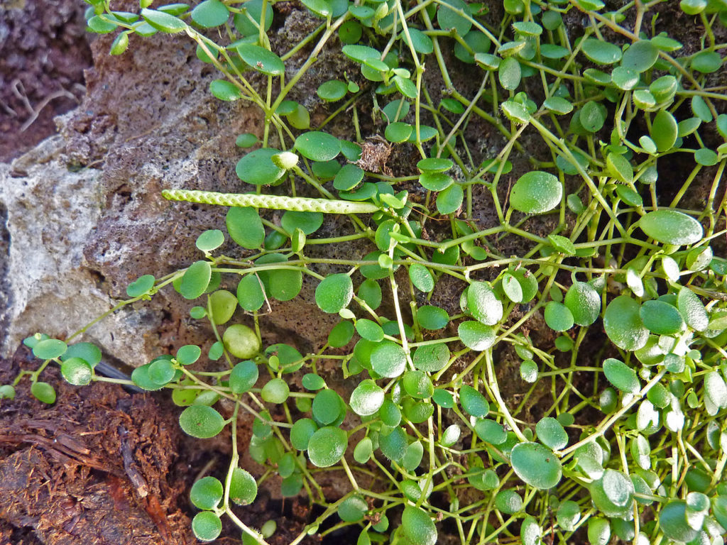 Erva de Vidro: Saiba Tudo Sobre Essa Planta 