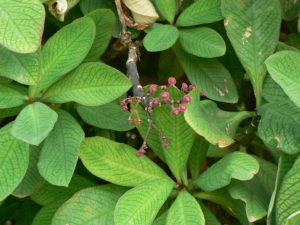 Euphorbia Grantii Um Guia Sobre Essa Suculenta