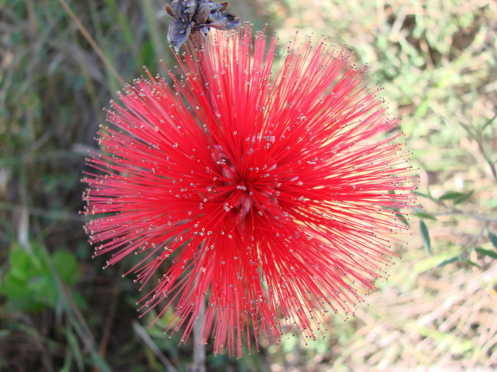 Flor do Cerrado Um Guia Completo Desta Planta