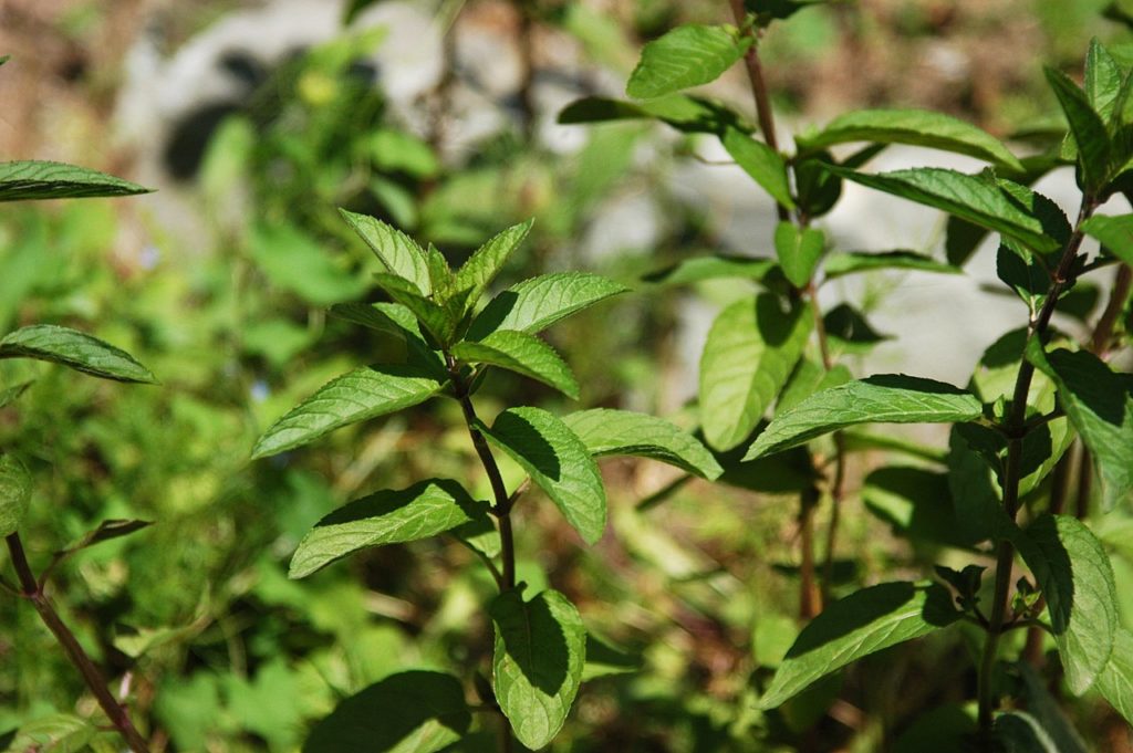 Hortelã Pimenta Um Guia Completo Desta Planta