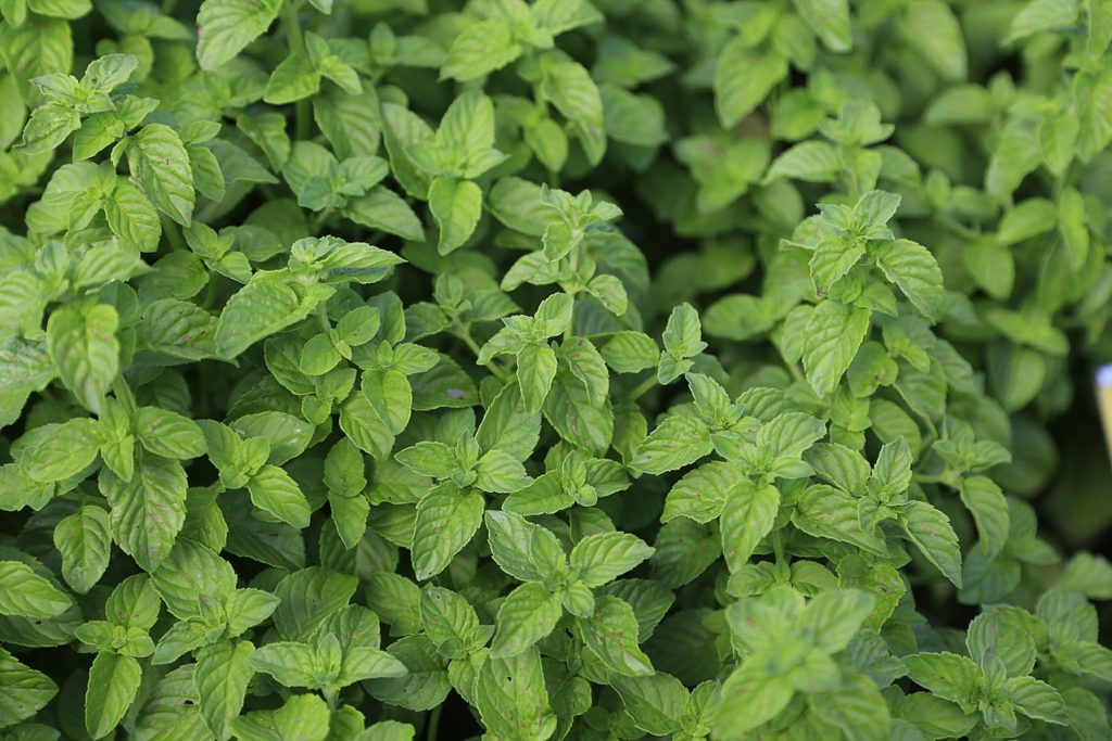 Hortelã Verde Saiba Tudo Sobre Essa Planta