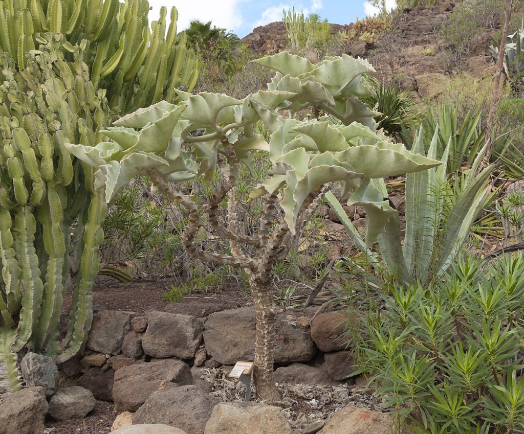 Kalanchoe Beharensis Um Guia Desta Suculenta