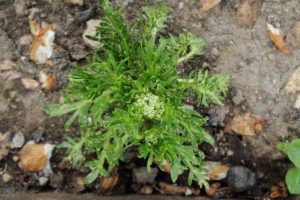 Maca Peruana Guia Completo Sobre Essa Planta