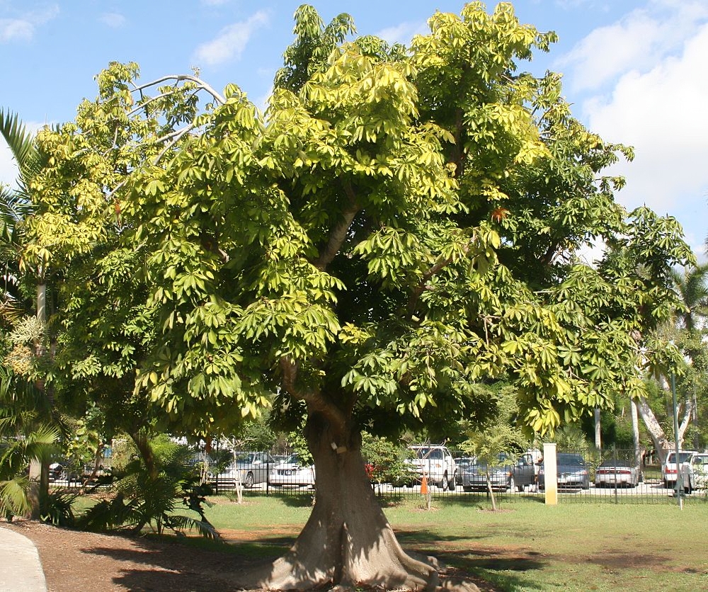 Pachira Aquatica Saiba Tudo Sobre Essa Árvore