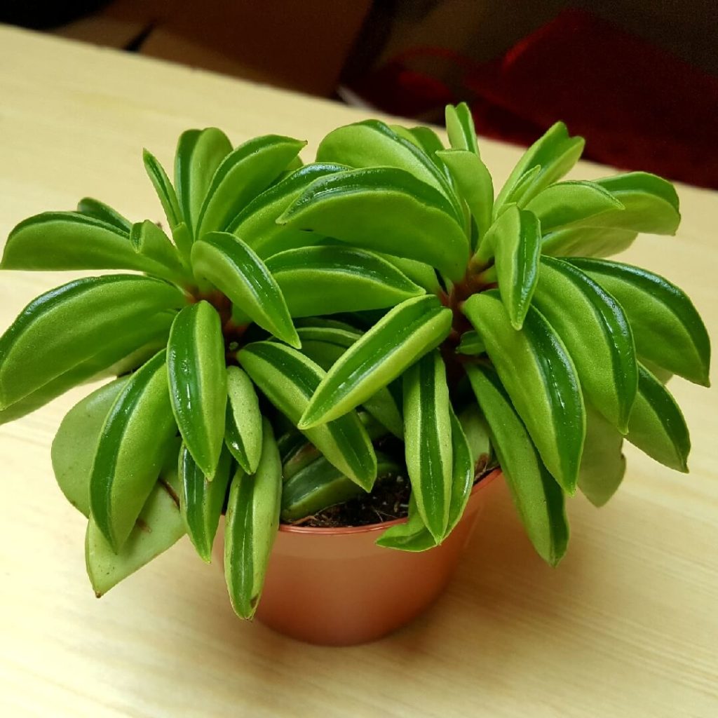 Peperomia Nivalis: Saiba Tudo Sobre Essa Planta