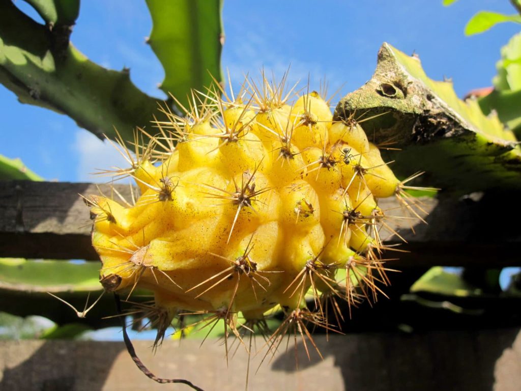 Pitaya Amarela Saiba Tudo Sobre Essa Planta