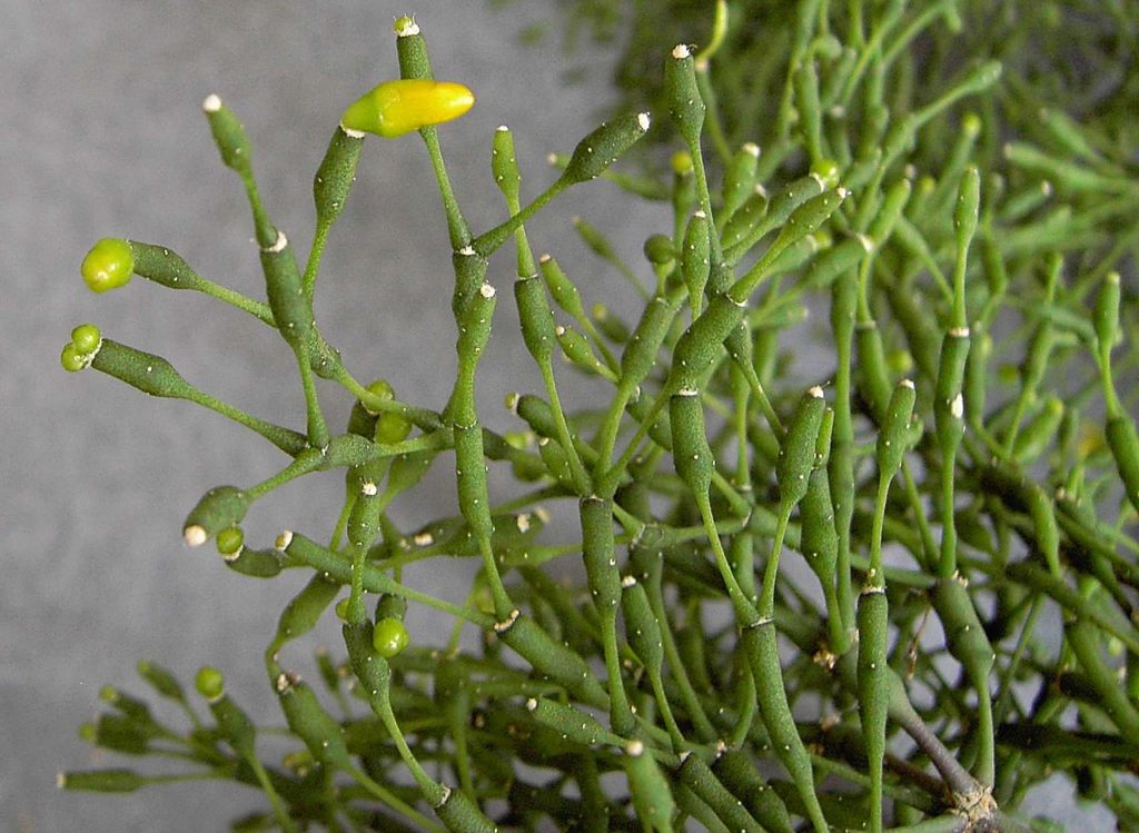 Rhipsalis Salicornioides Tudo Sobre Esse Cacto