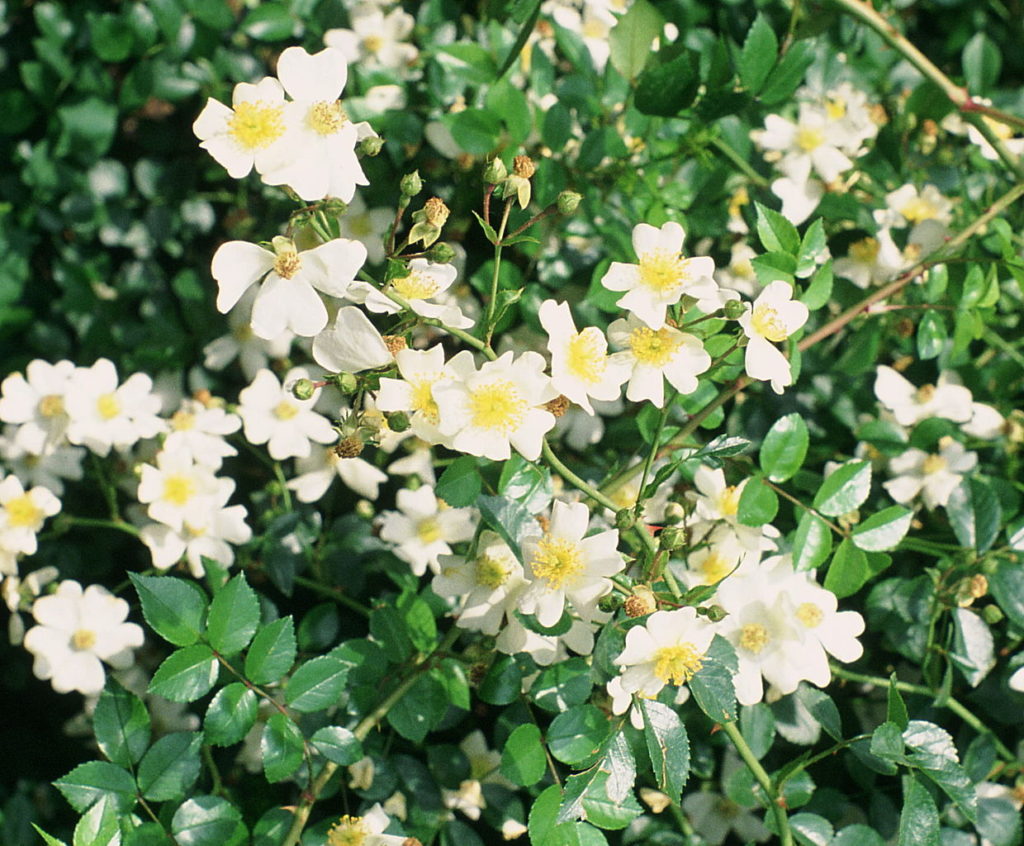 Rosa Trepadeira Um Guia Completo Desta Planta