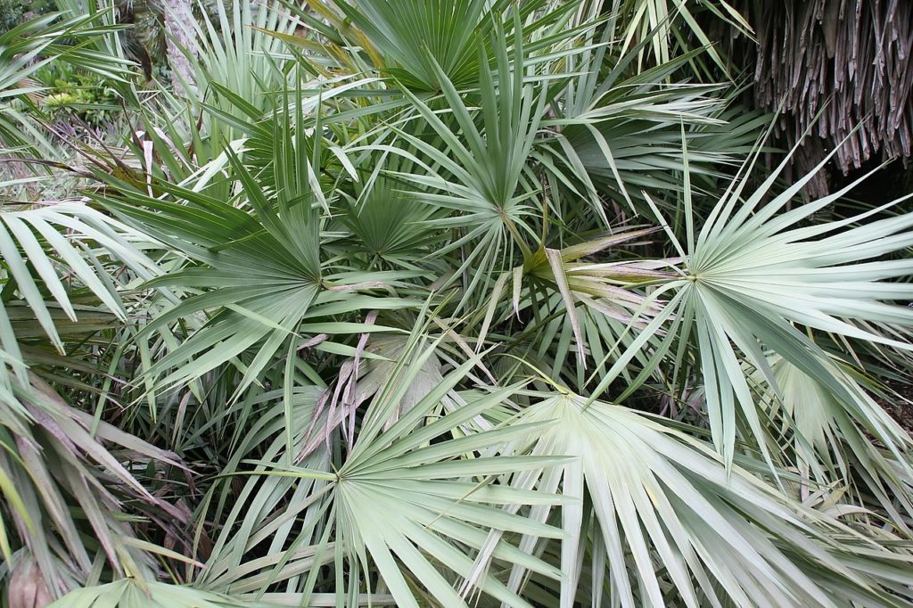 Saw Palmetto Saiba Tudo Sobre Essa Planta