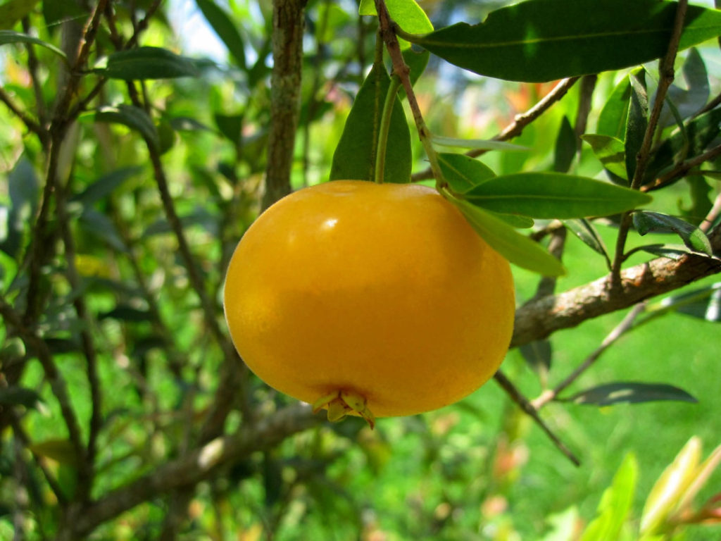 Uvaia Um Guia Completo Sobre Essa Planta