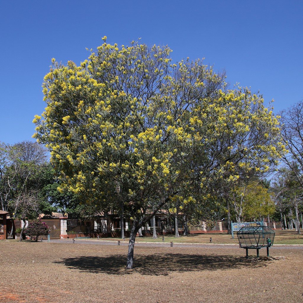 Acácia Mimosa: Um Guia Completo Desta Árvore 