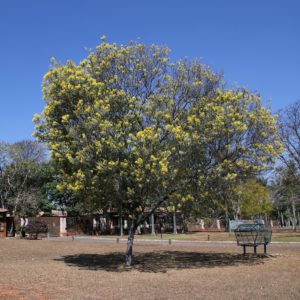 Acácia Mimosa Um Guia Completo Desta Árvore