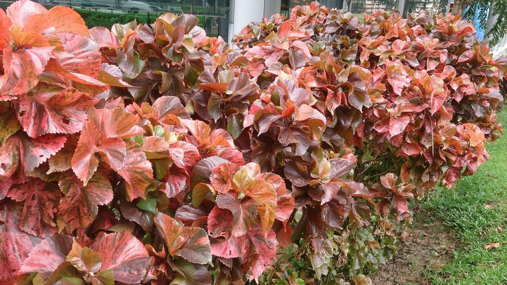 Acalifa Saiba Tudo Sobre Essa Planta