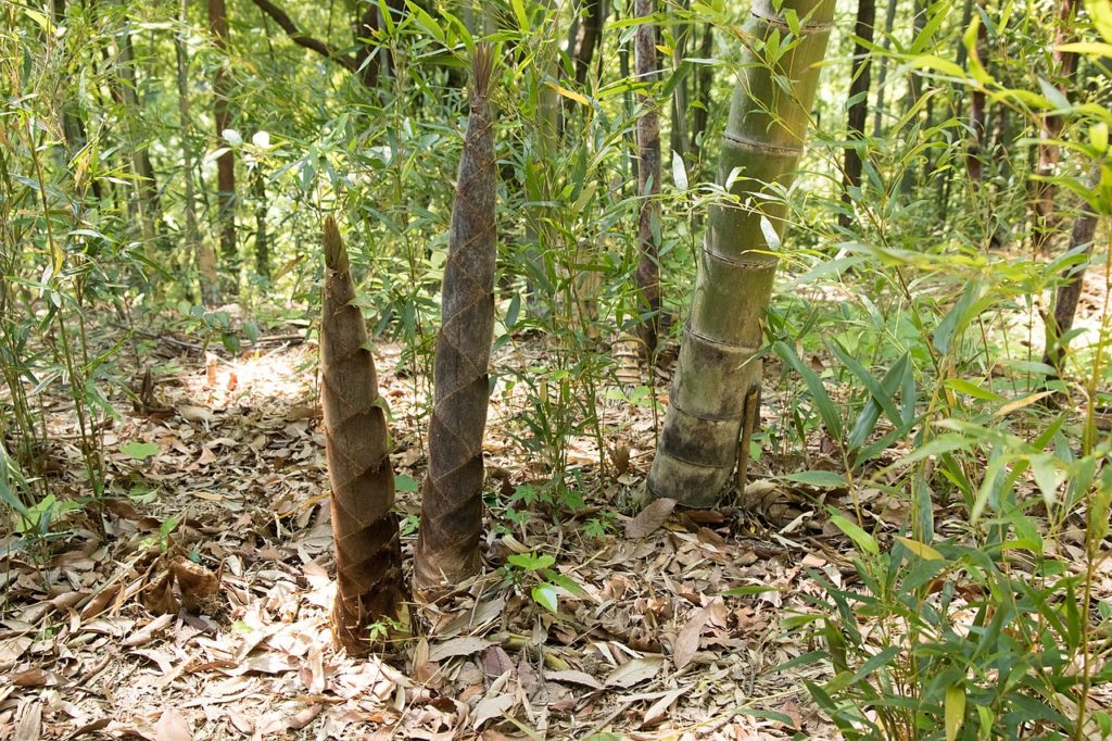 Bambu Mossô Um Guia Completo Desta Planta