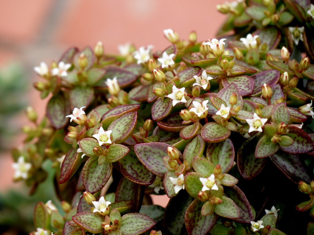 Crassula Volkensii Tudo Sobre Essa Suculenta