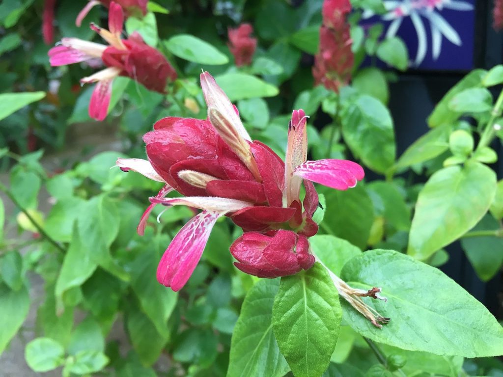 Flor Camarão Saiba Tudo Sobre Essa Planta