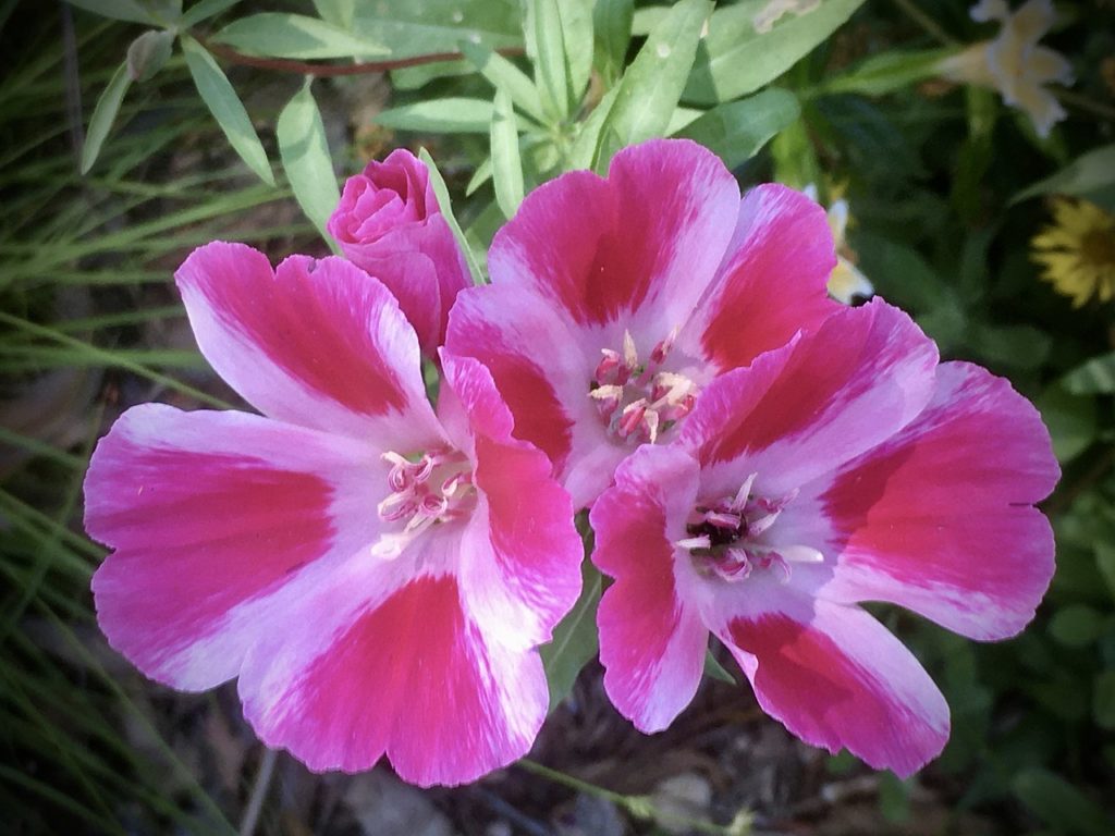 Flor de Cetim: Saiba Tudo Sobre Essa Planta