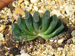 Haworthia Truncata Tudo Sobre Essa Suculenta