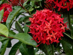 Ixora Rei Saiba Tudo Sobre Essa Planta