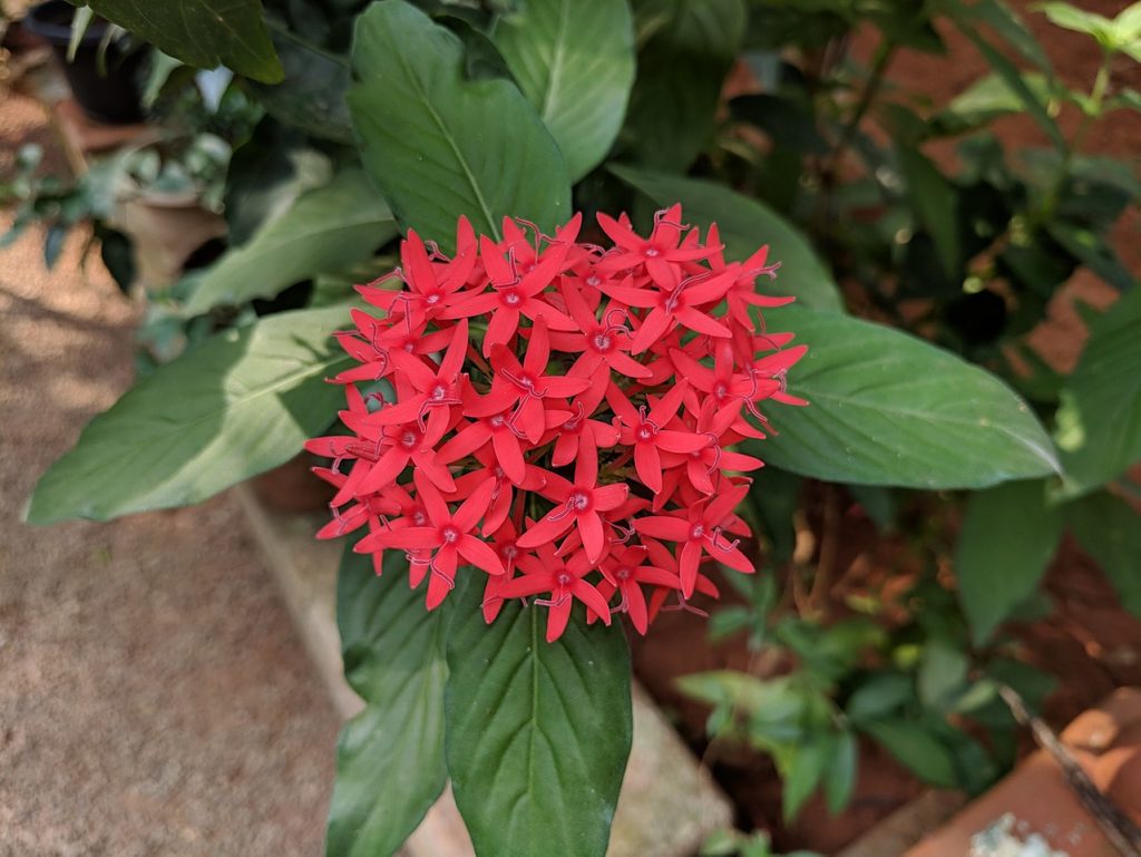 Pentas Saiba Tudo Sobre Essa Planta