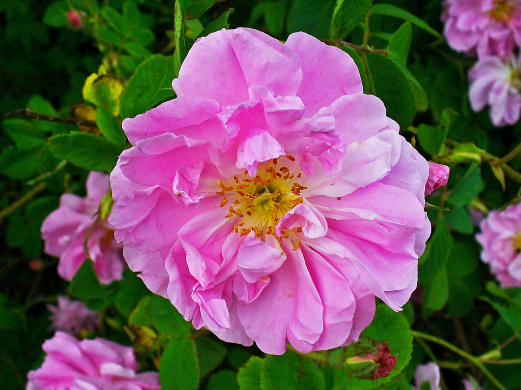 Rosa Chá Saiba Tudo Sobre Essa Planta