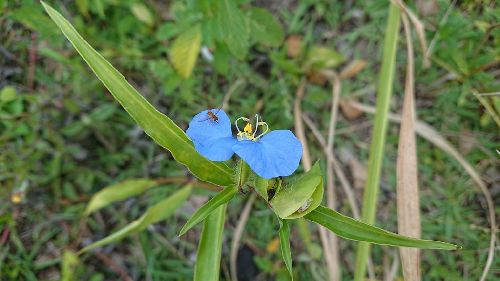 Trapoeraba Saiba Tudo Sobre Essa Planta