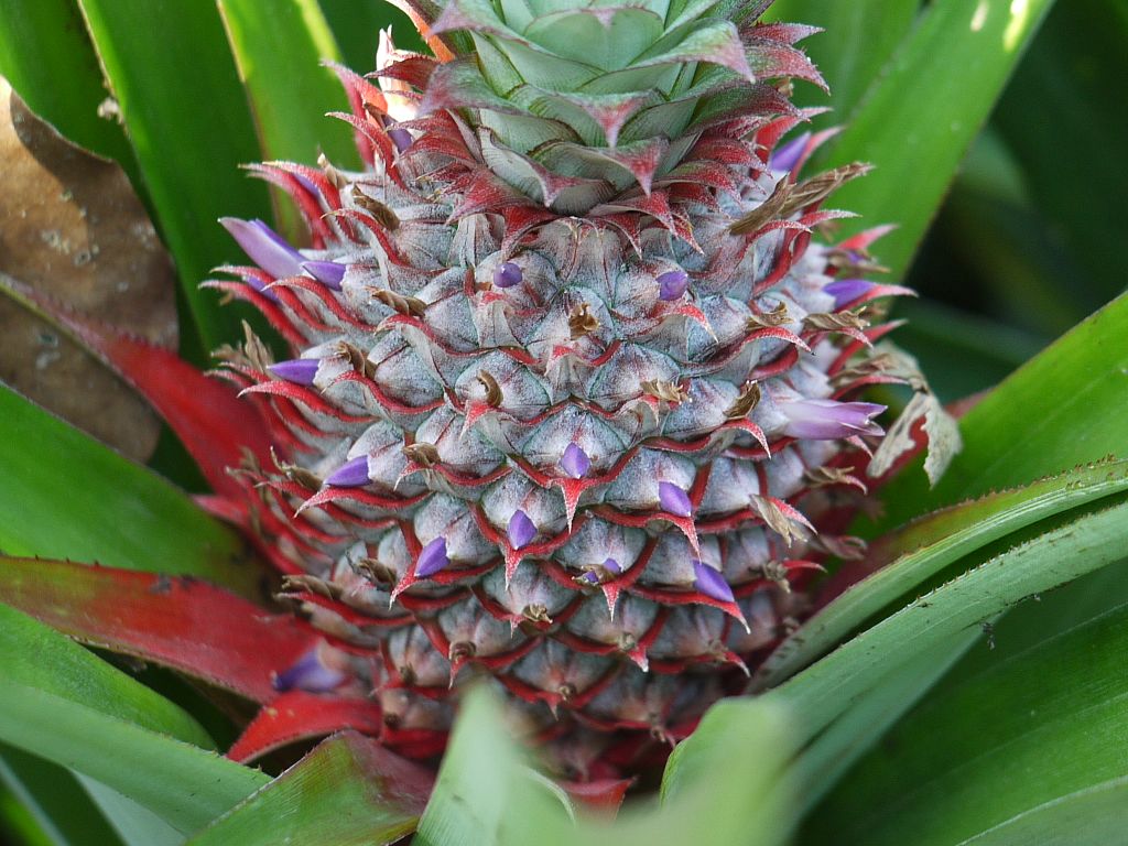 Abacaxi Saiba Tudo Sobre Essa Planta