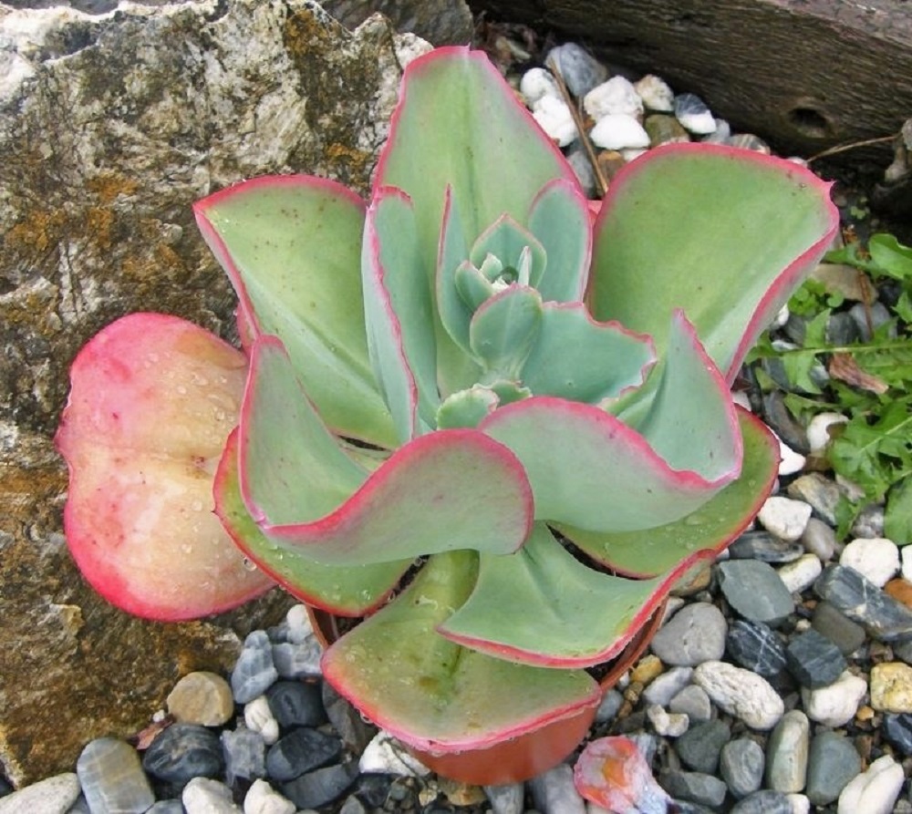 Echeveria Gigantea Tudo Sobre Essa Suculenta