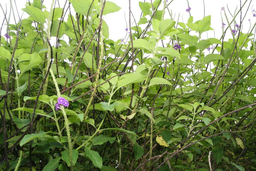 Gervão Roxo Um Guia Completo Desta Planta