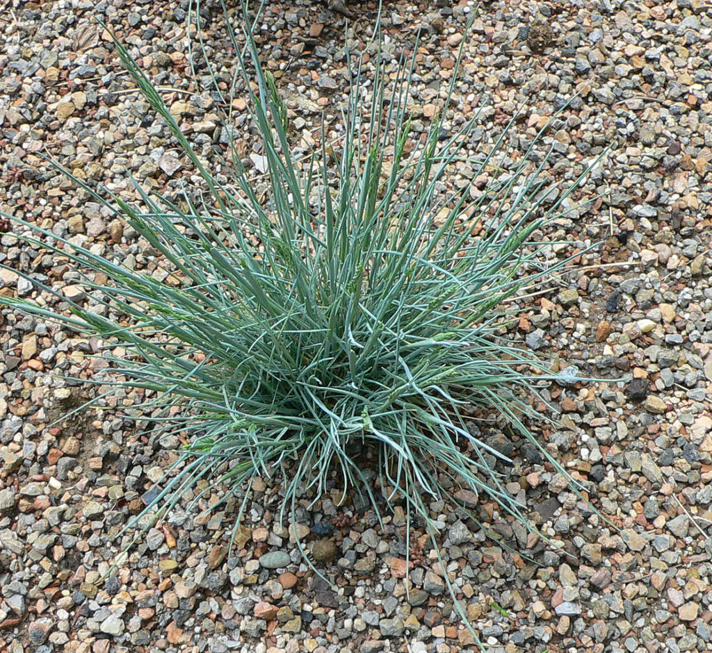 Grama Azul Um Guia Completo Desta Planta