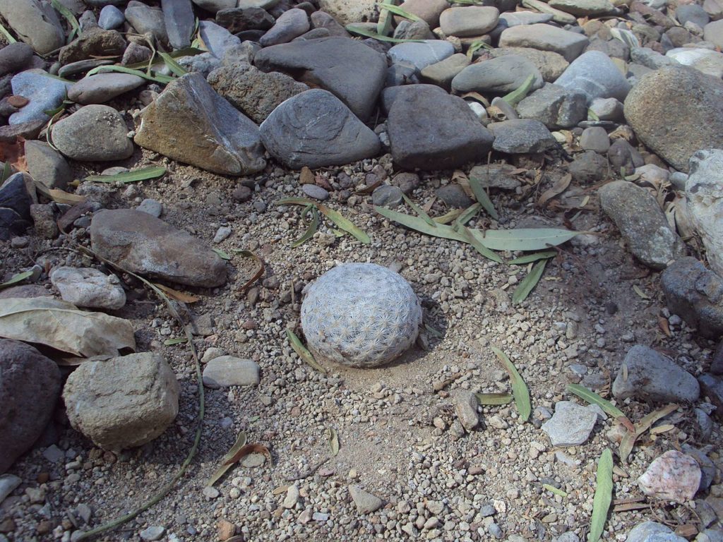 Mammillaria Herrerae Guia Completo Deste Cacto