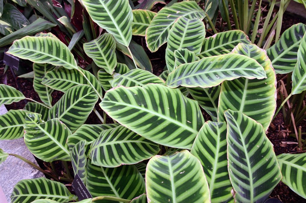 Maranta Zebrina Um Guia Completo Desta Planta