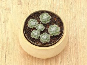 Orostachys Furusei Tudo Sobre Essa Suculenta