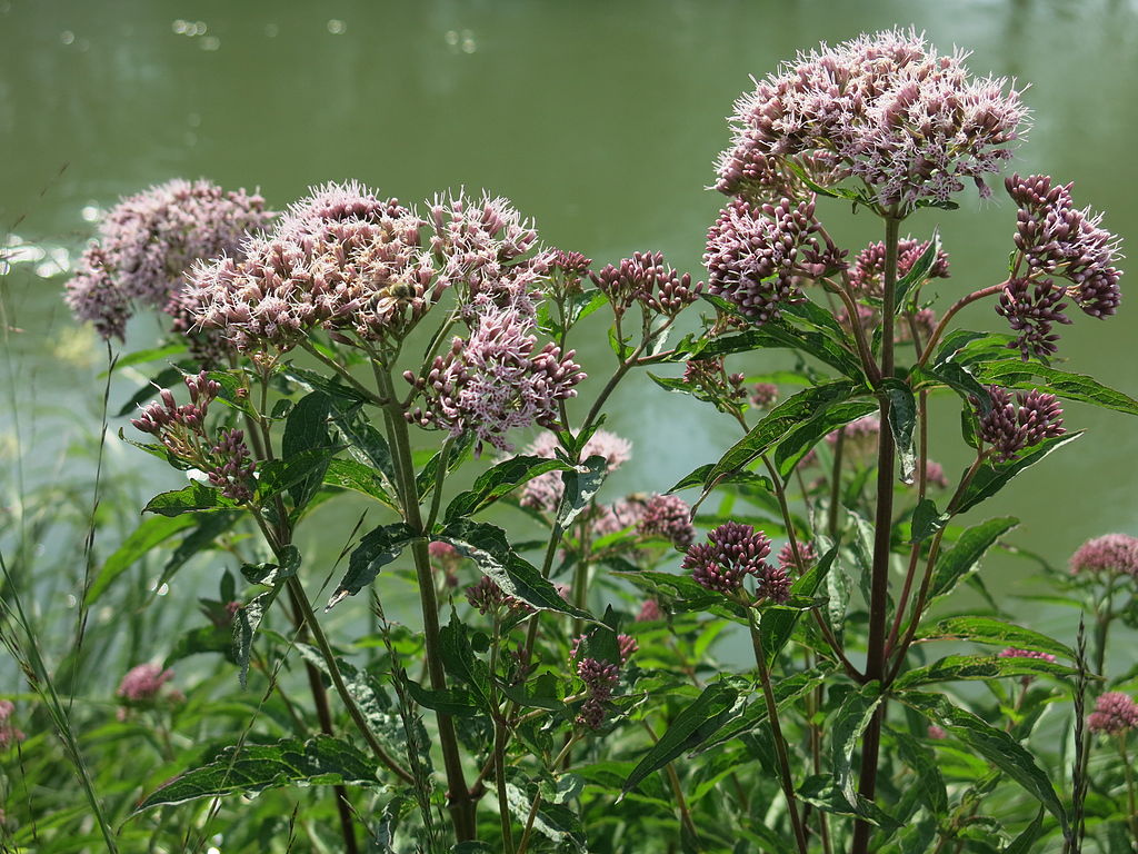 Valeriana Um Guia Completo Desta Planta