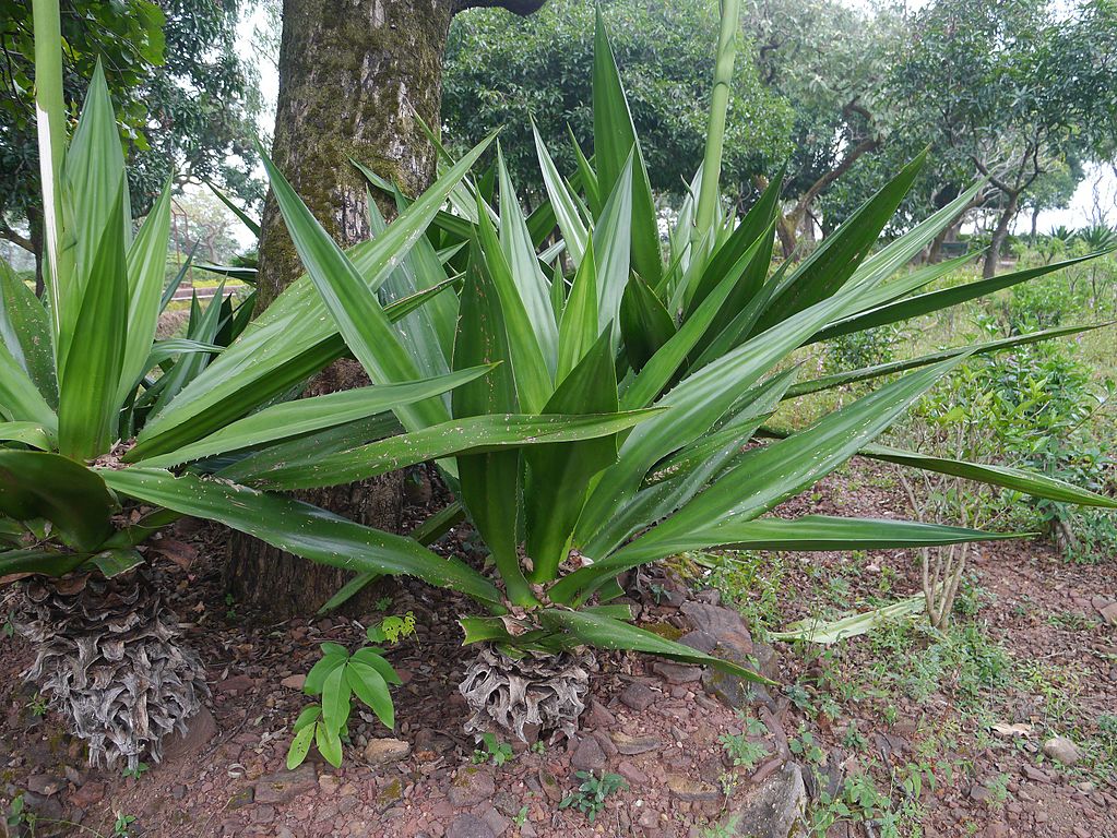 Furcraea Foetida Um Guia Completo Desta Planta