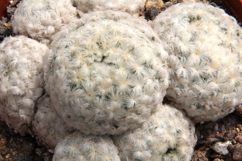 Mammillaria Plumosa Saiba Tudo Sobre Esse Cacto