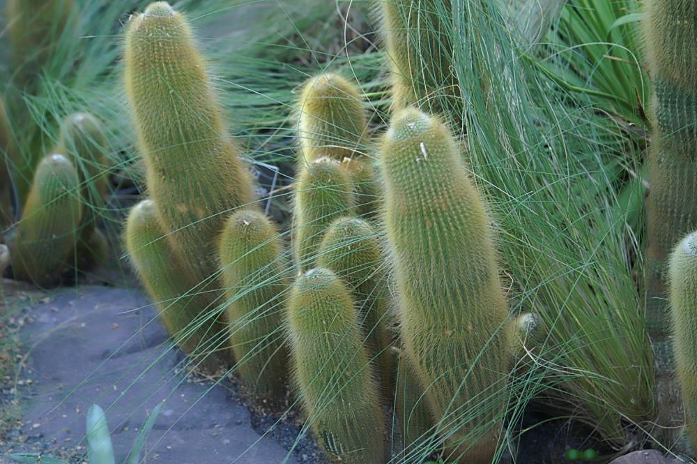 Parodia Leninghausii Saiba Tudo Sobre Esse Cacto