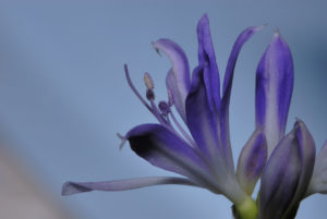 Amarílis Azul Um Guia Completo Desta Planta