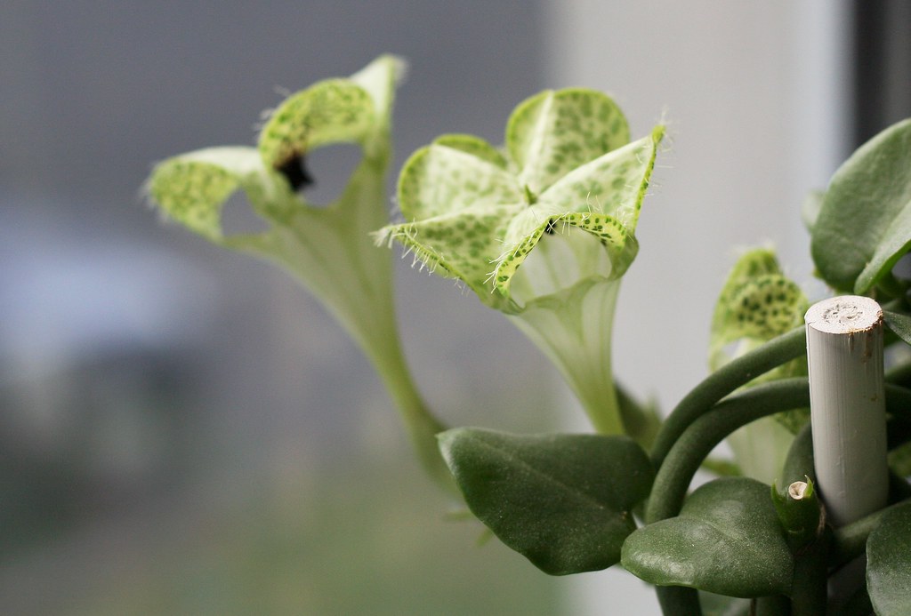 Ceropegia Sandersonii Um Guia Desta Suculenta