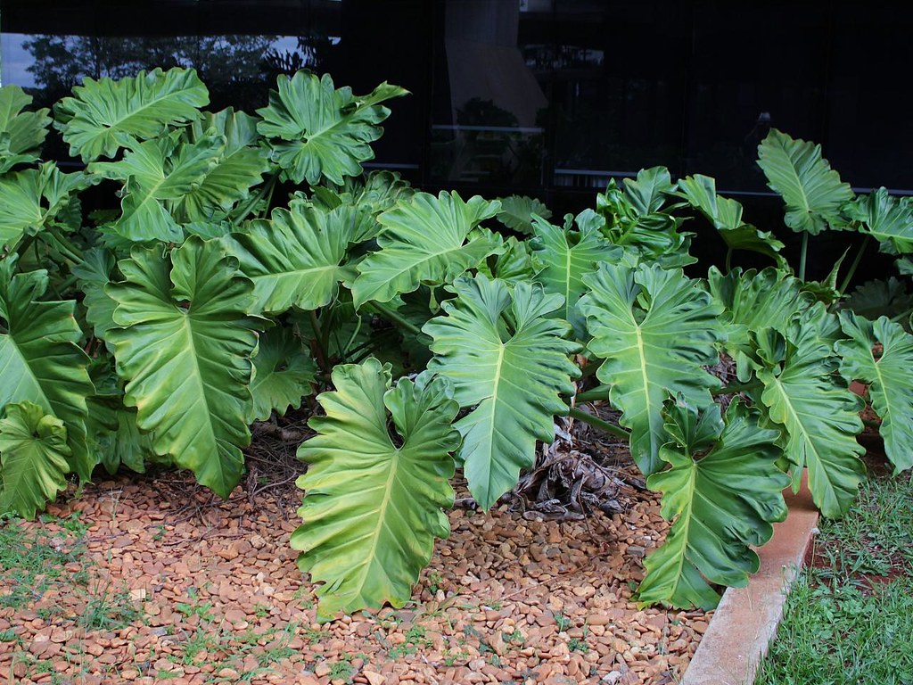 Filodendro Ondulado Guia Completo Desta Planta