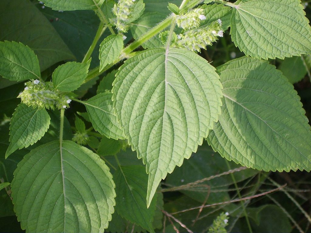 Shissô Saiba Tudo Sobre Essa Planta