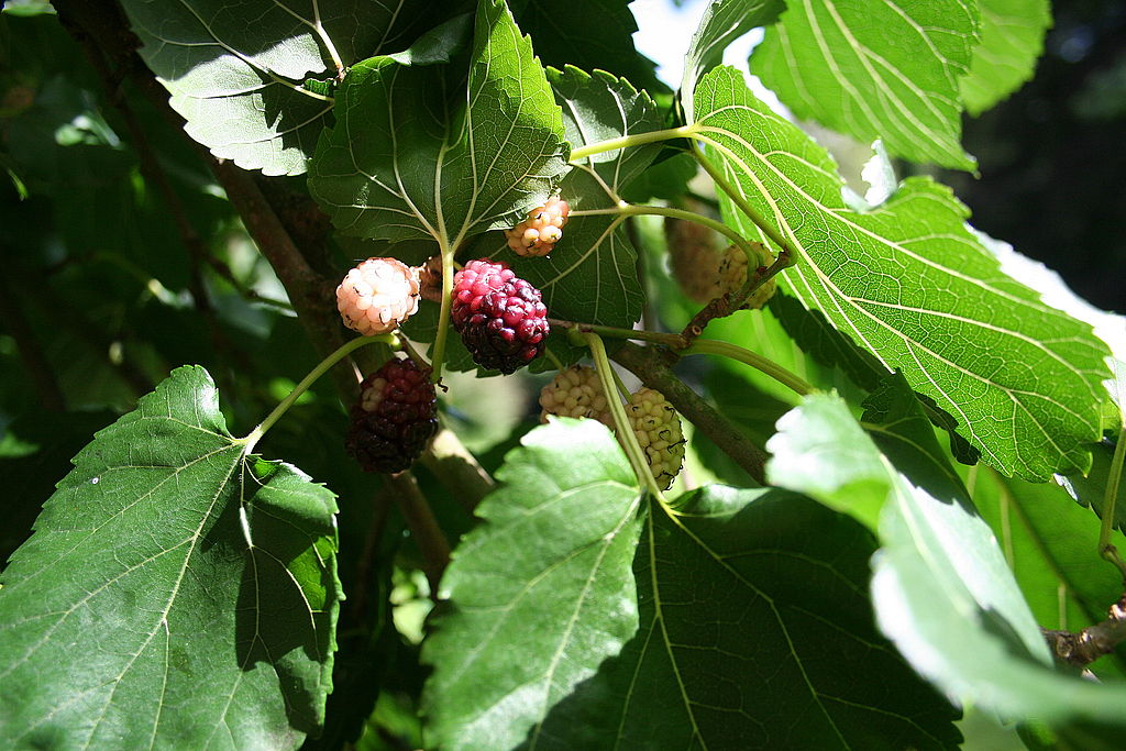 Amora Branca Tudo Sobre Essa Planta