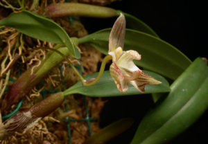 Bulbophyllum Ambrosia Um Guia Desta Orquídea