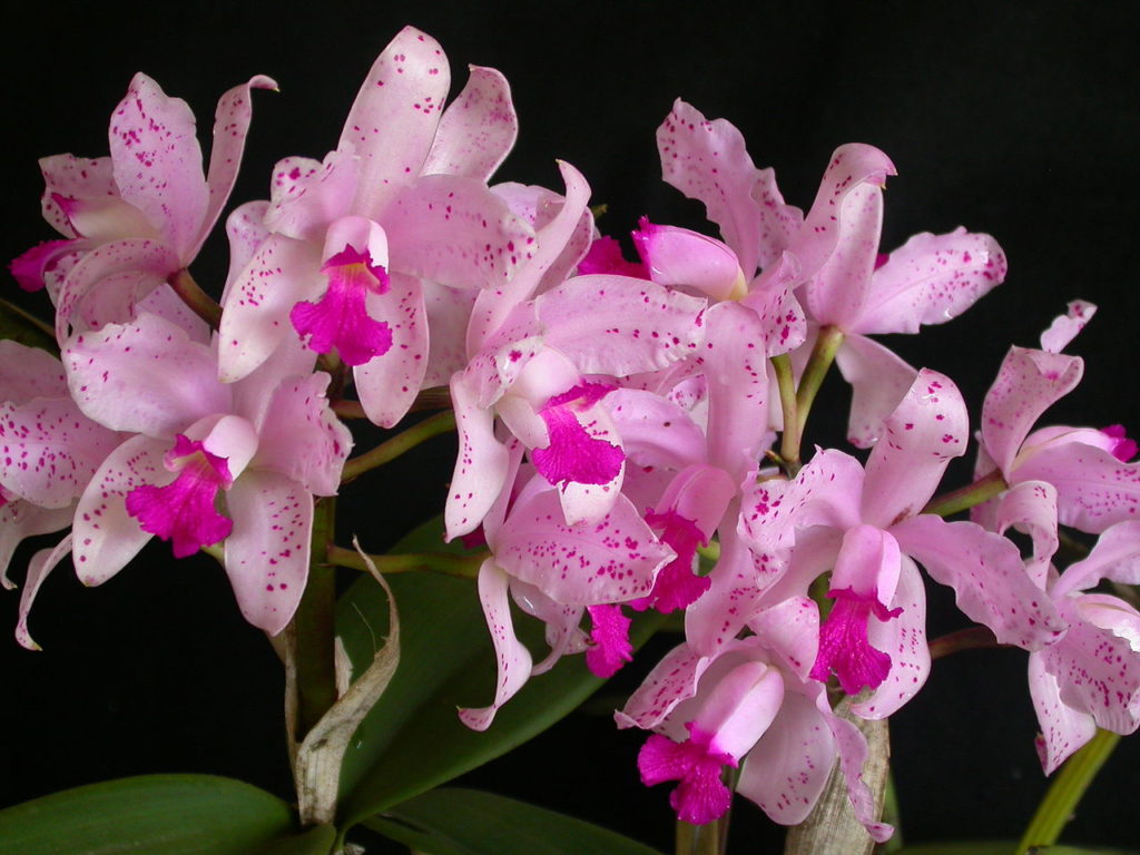 Cattleya Amethystoglossa Tudo Sobre Essa Planta