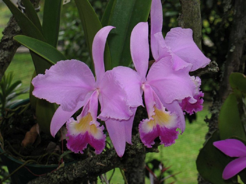 Cattleya Trianae Um Guia Desta Orquídea - Guia das Suculentas