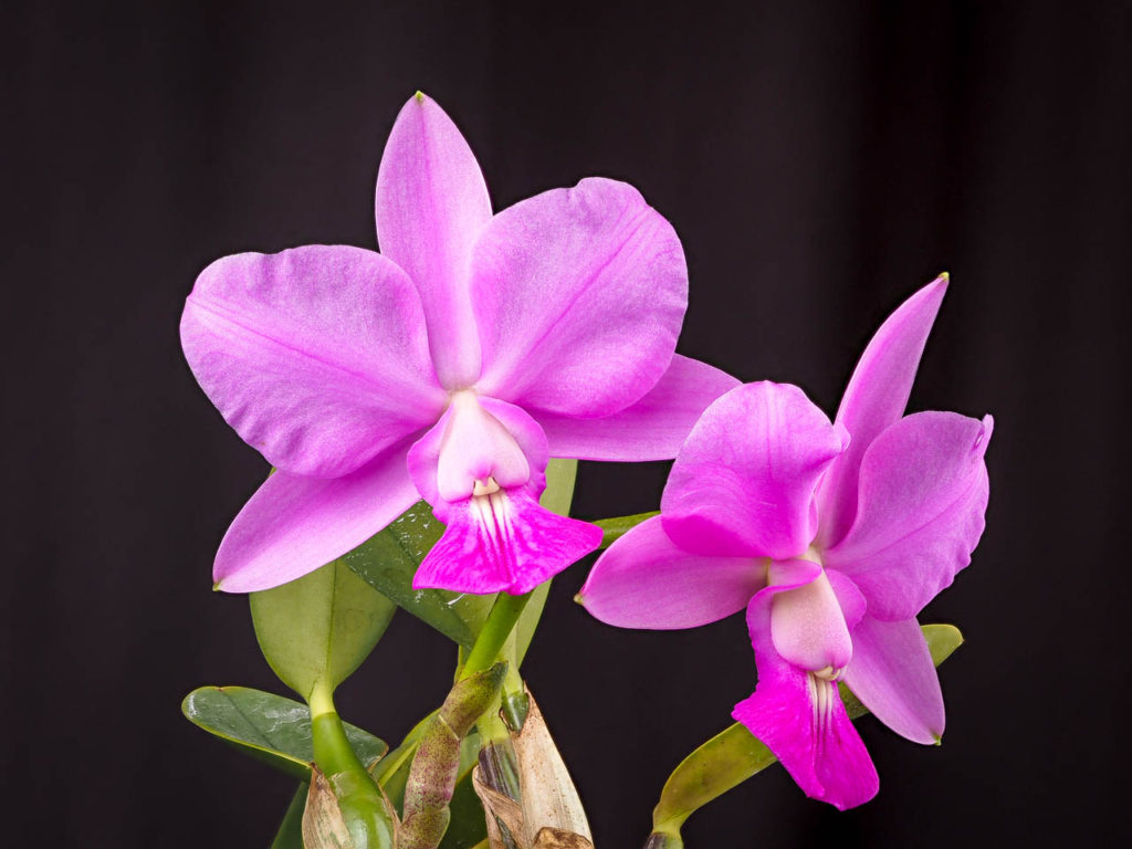 Cattleya Walkeriana Um Guia Desta Orquídea